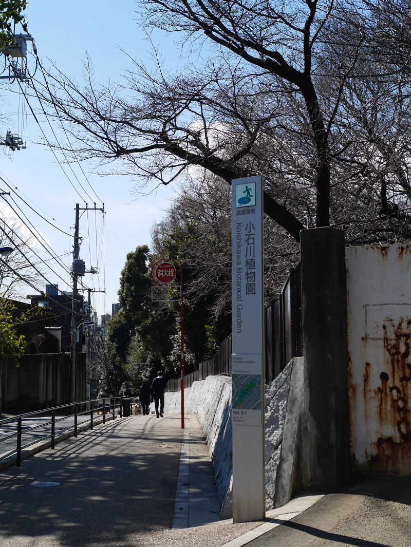 小石川植物園