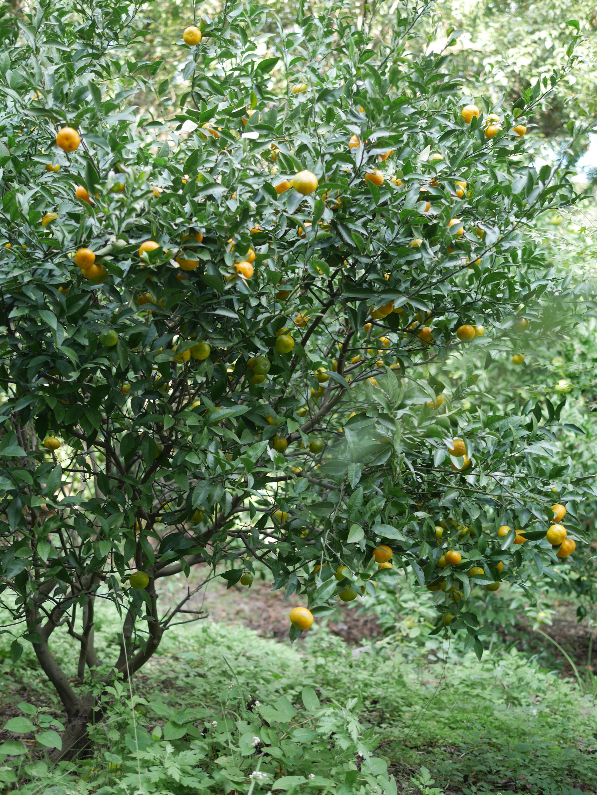 旧マードック邸近くのみかん