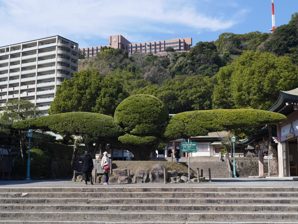 照国神社の斉鶴（イヌマキの木）