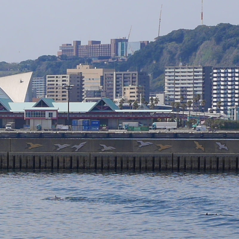 鹿児島港のイルカ01