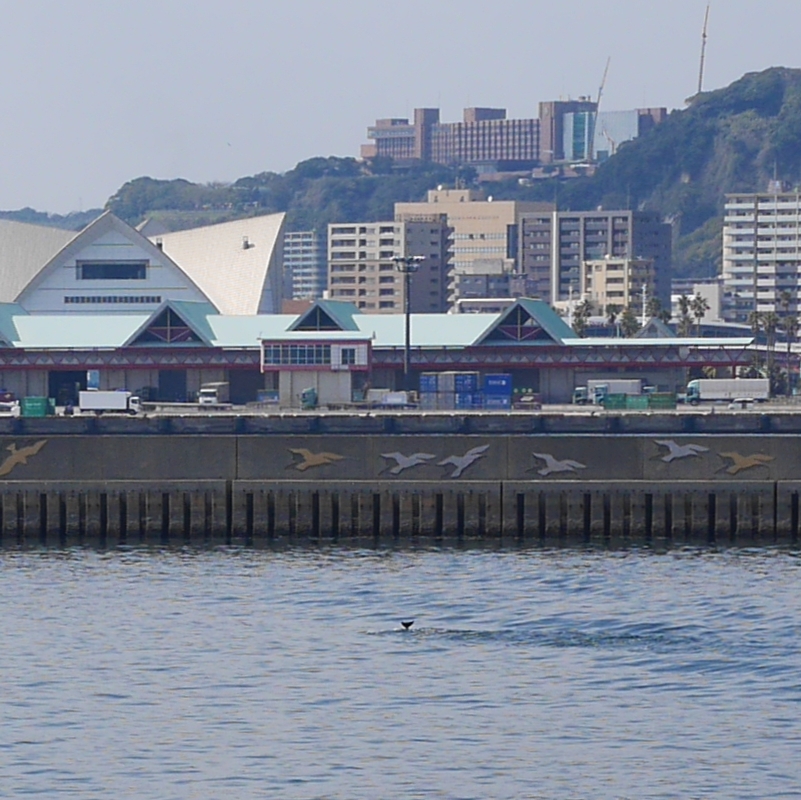 鹿児島港のイルカ02