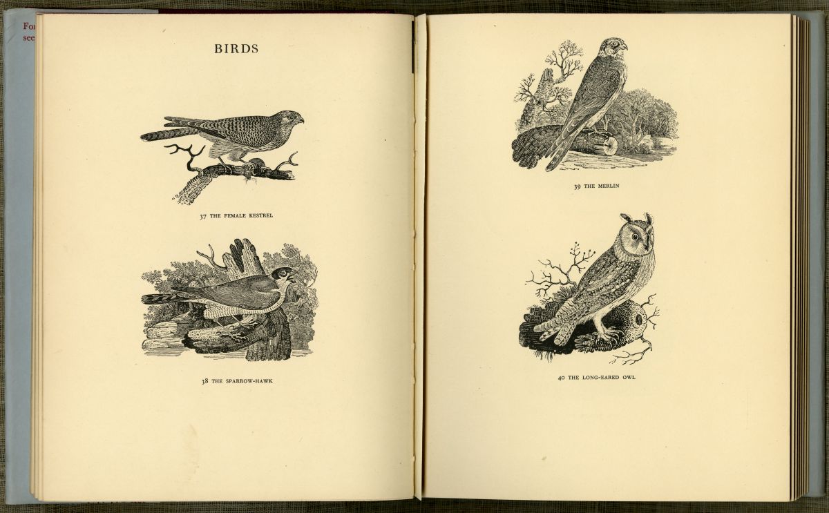 『トマス・ビュイックの木口木版画』「BIRDS」のページから