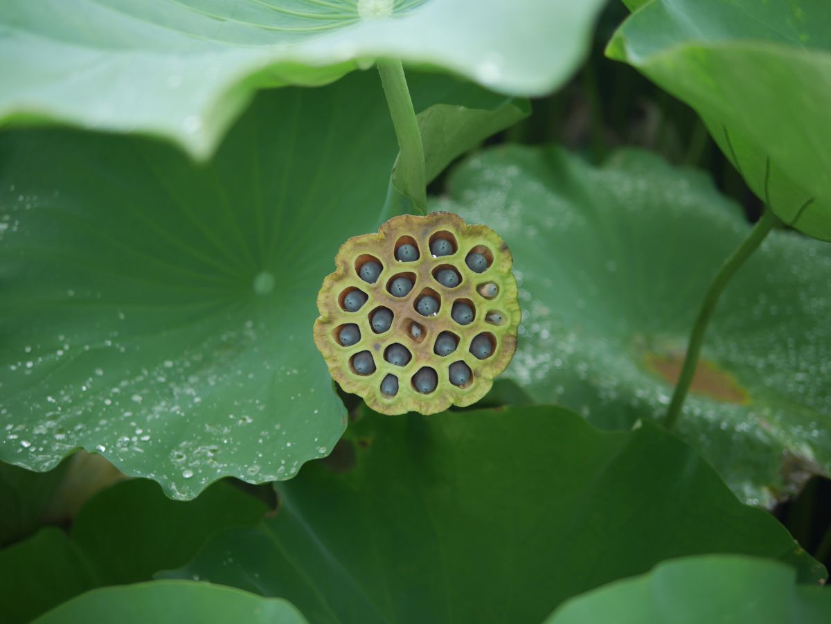 鶴丸城の蓮花02