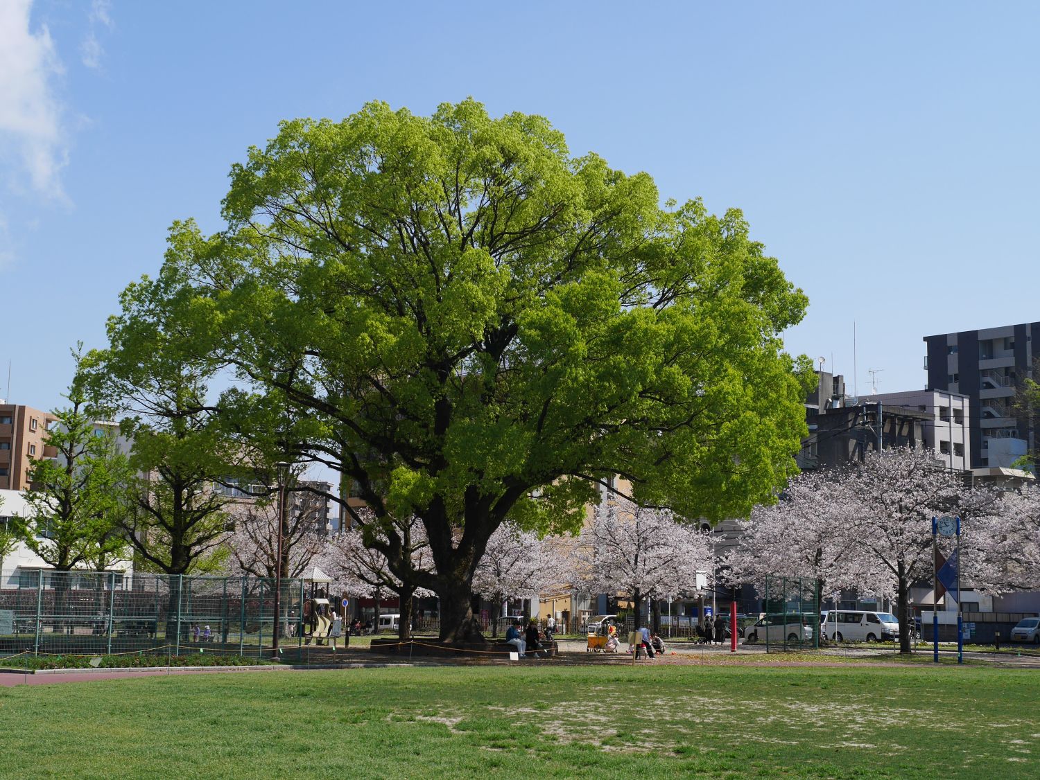 2022年4月鹿児島市・桜とクス