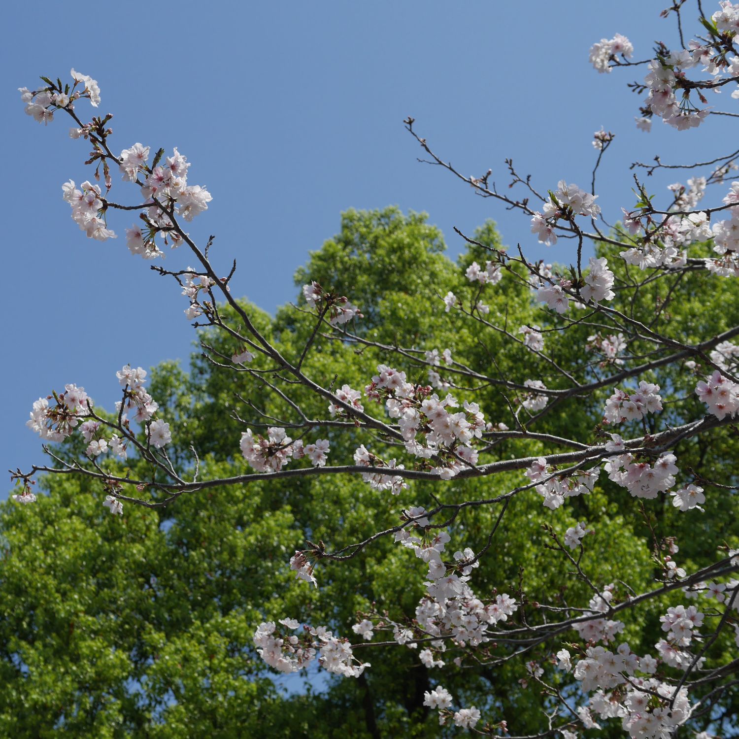 2022年4月鹿児島市・桜とクス02