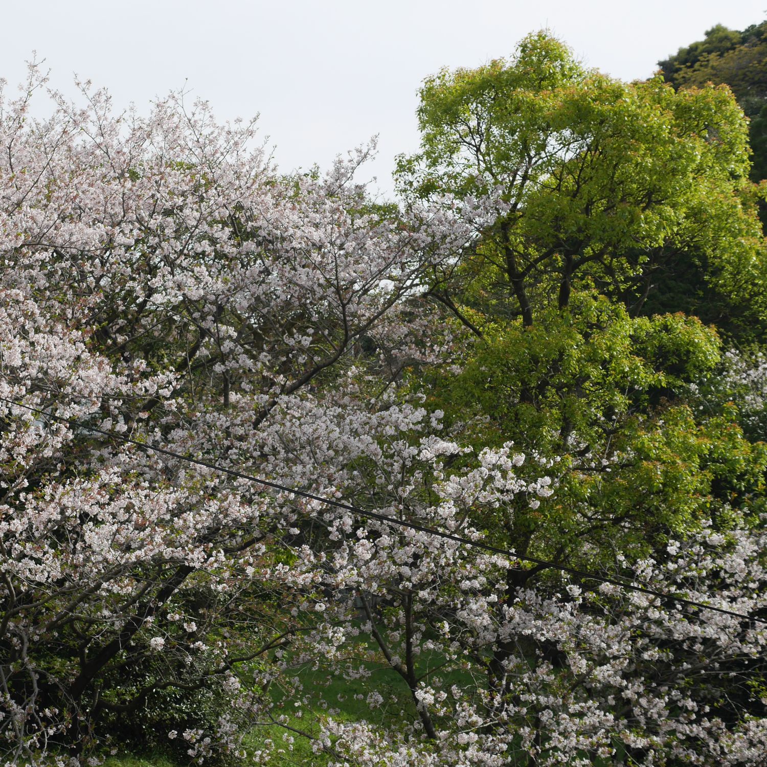 2022年4月鹿児島市・桜とクス03