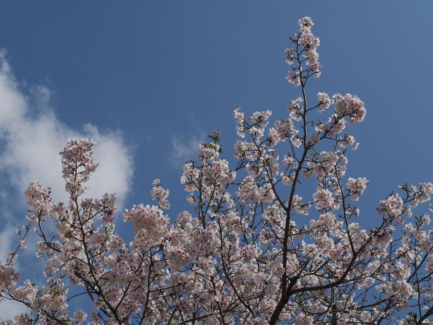 2022年4月鹿児島市・桜