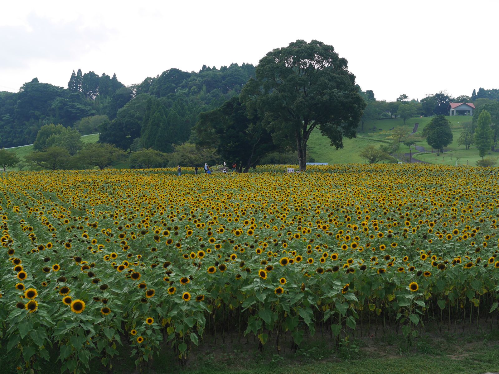 夏の花02 