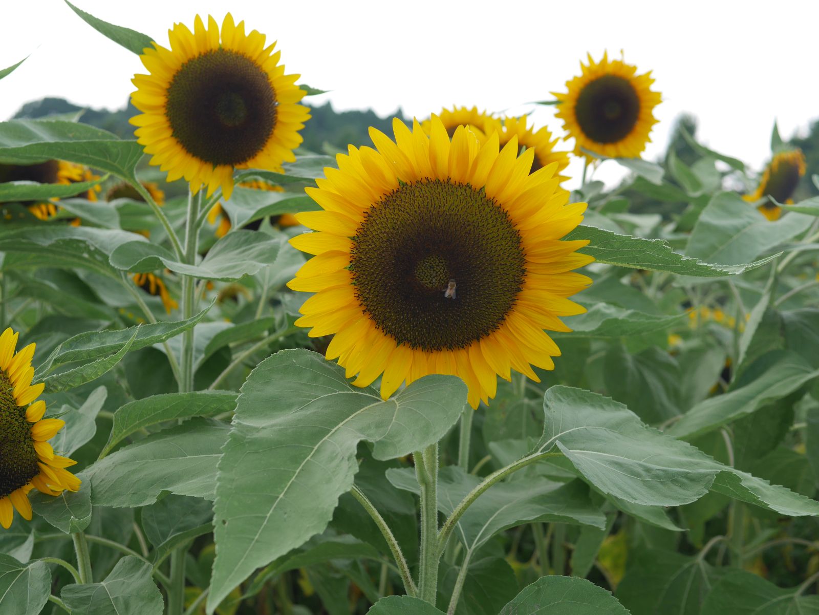 夏の花03