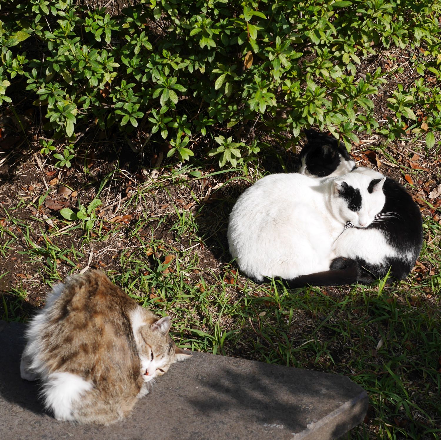 2023冬猫
