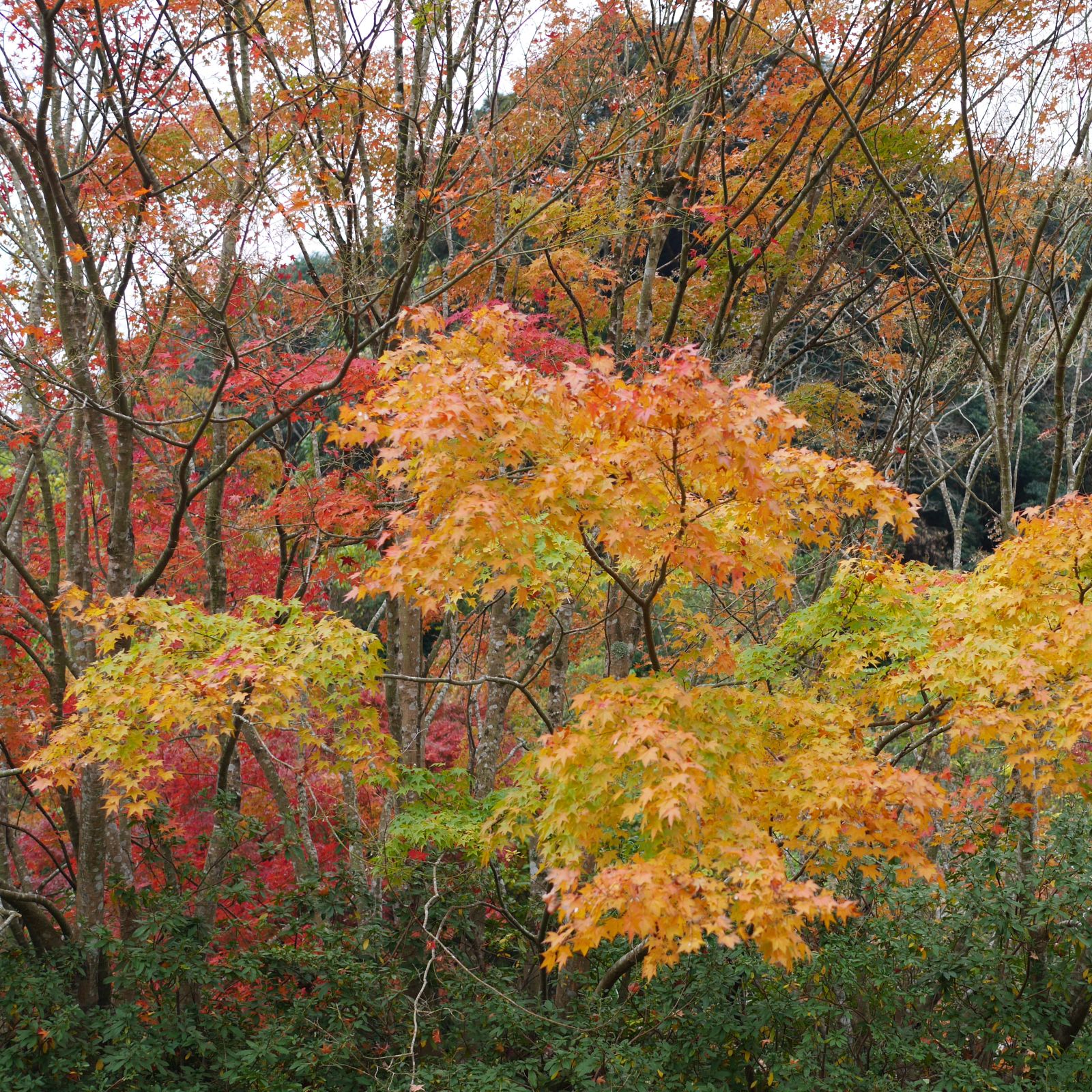 紅葉狩り02