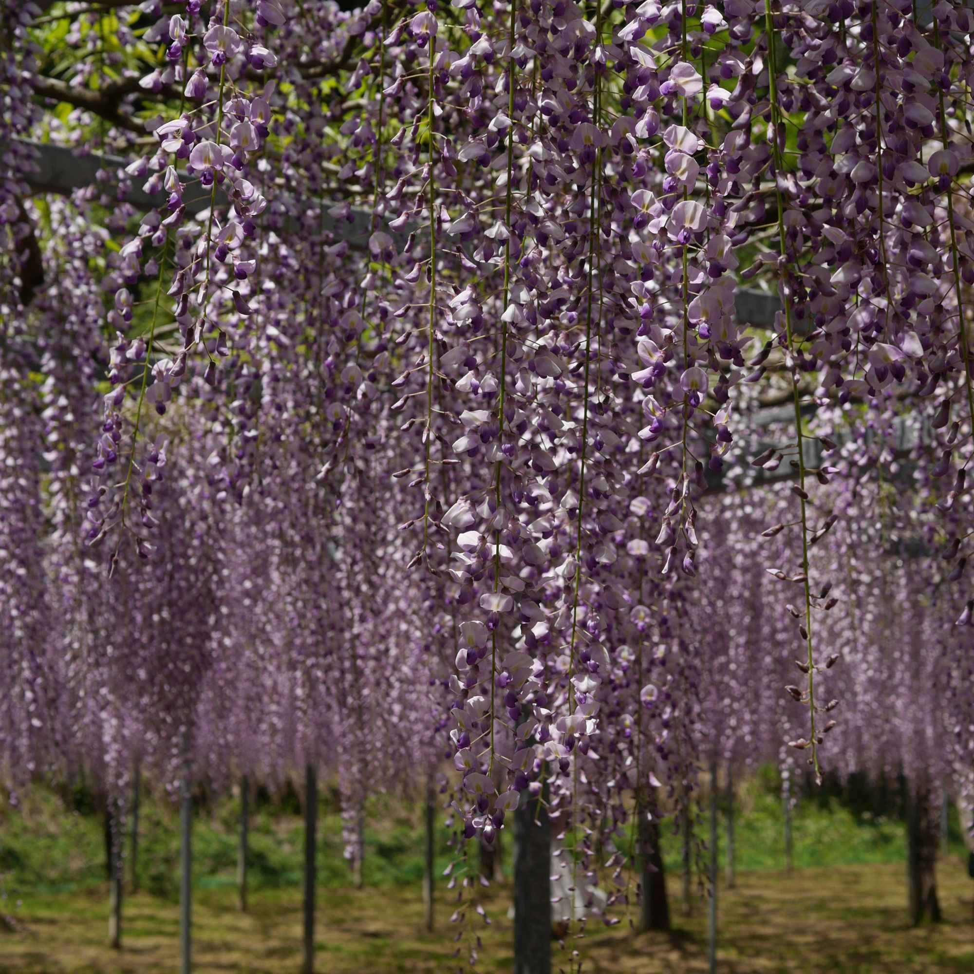 藤の花01