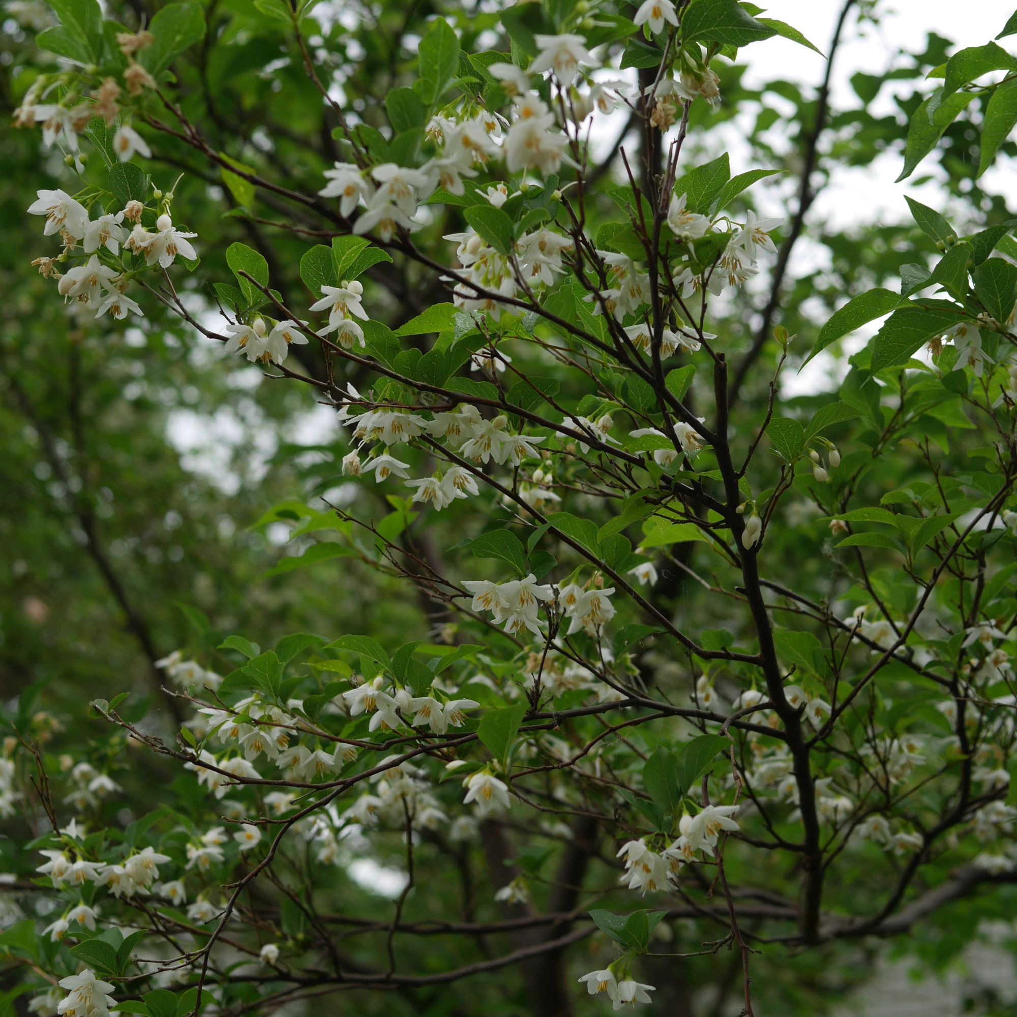 エゴノキの花