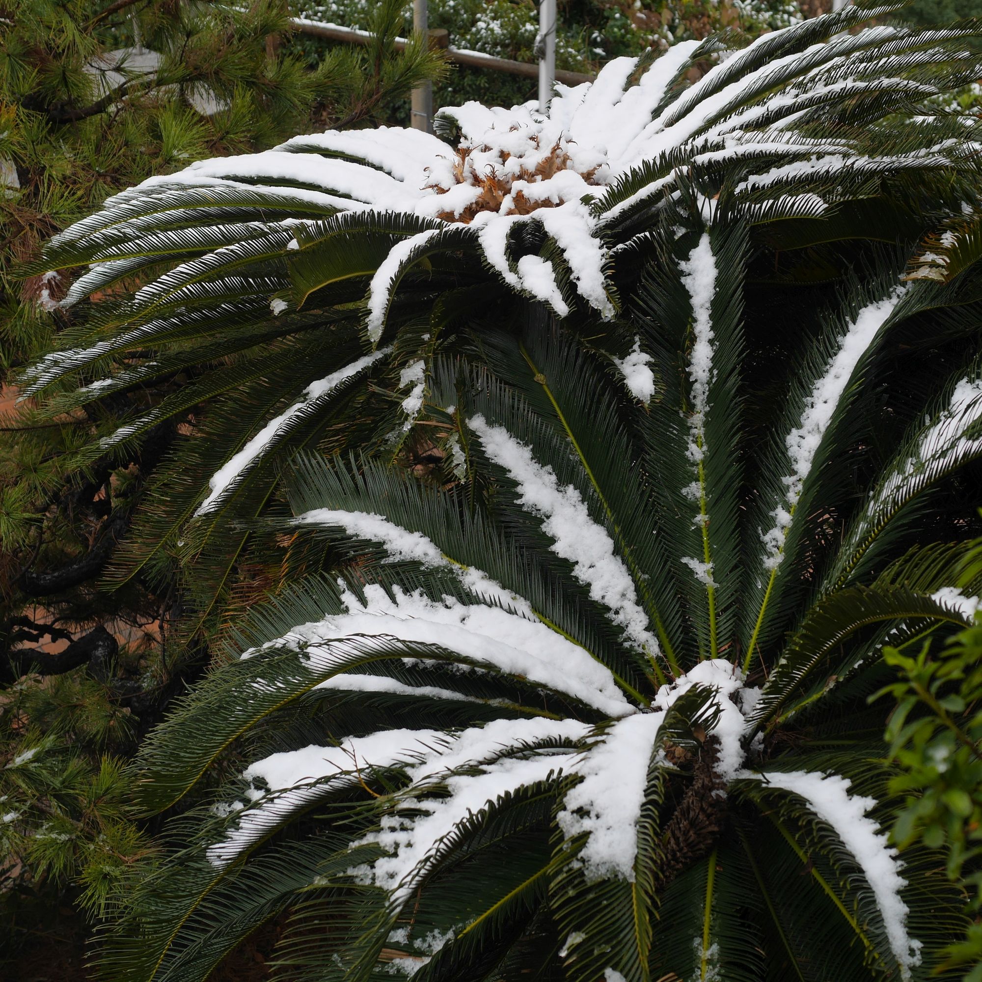 蘇鉄雪化粧