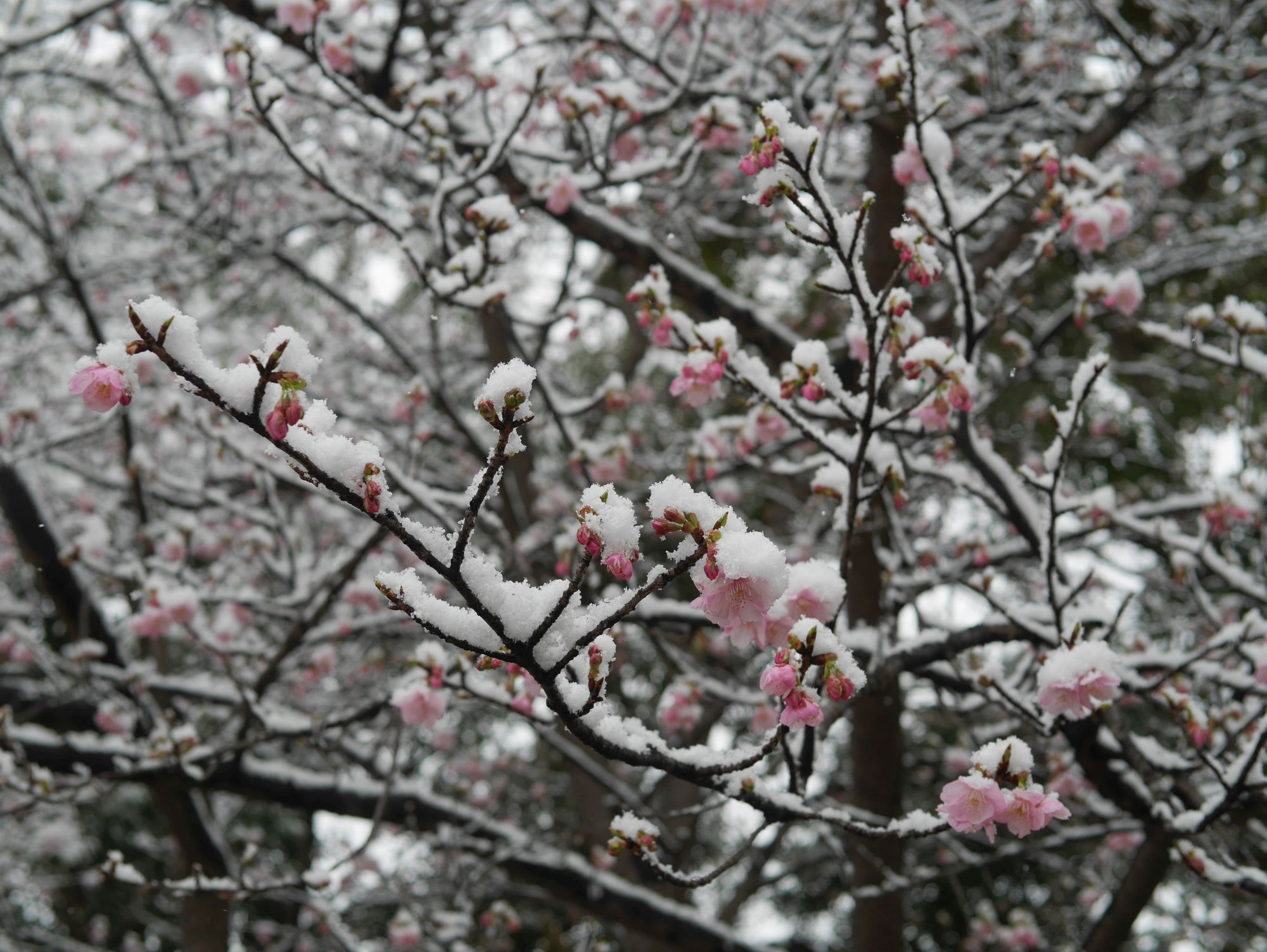 2026年2月8日河津桜に雪