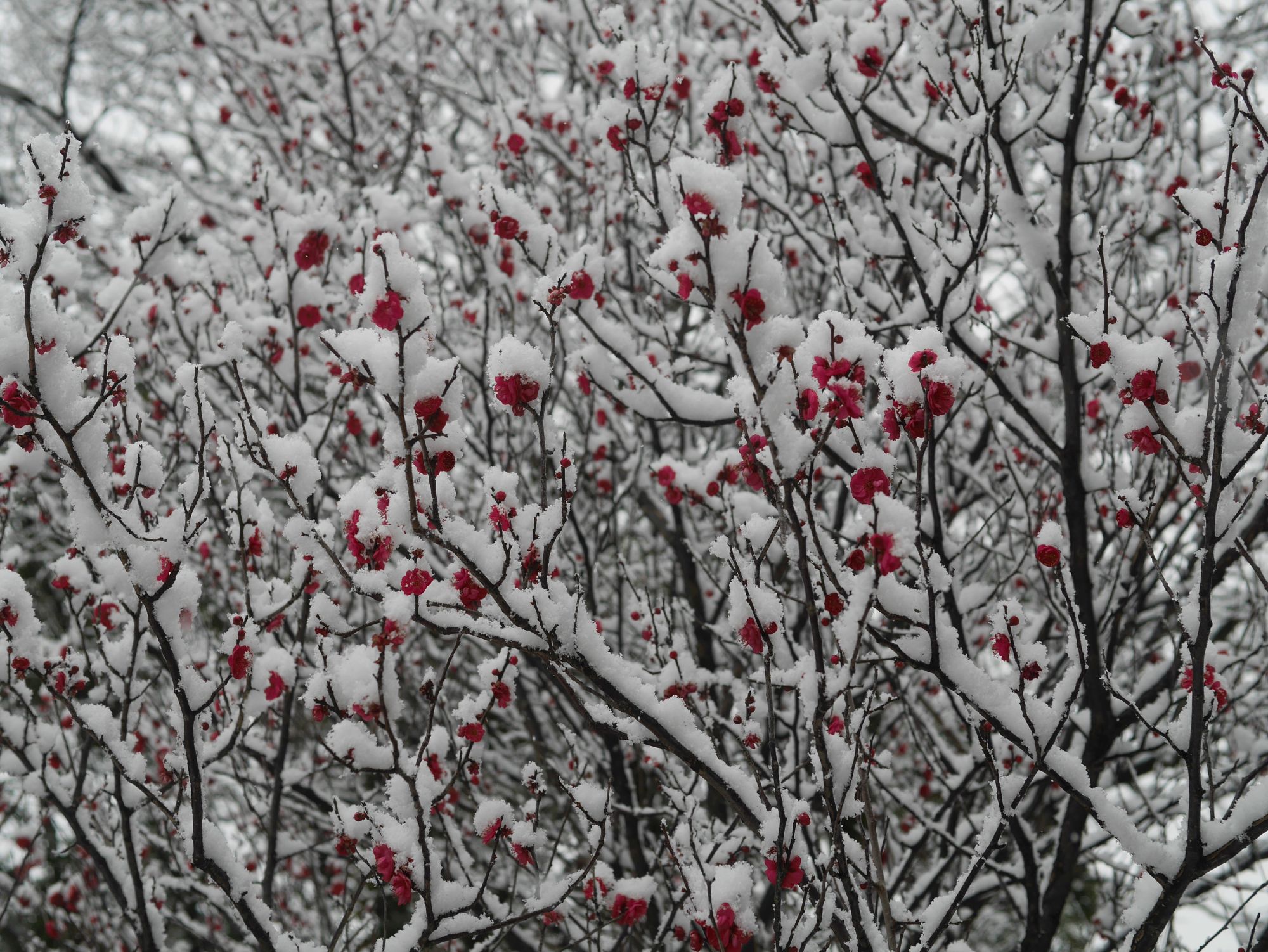 2026年2月8日紅梅に雪